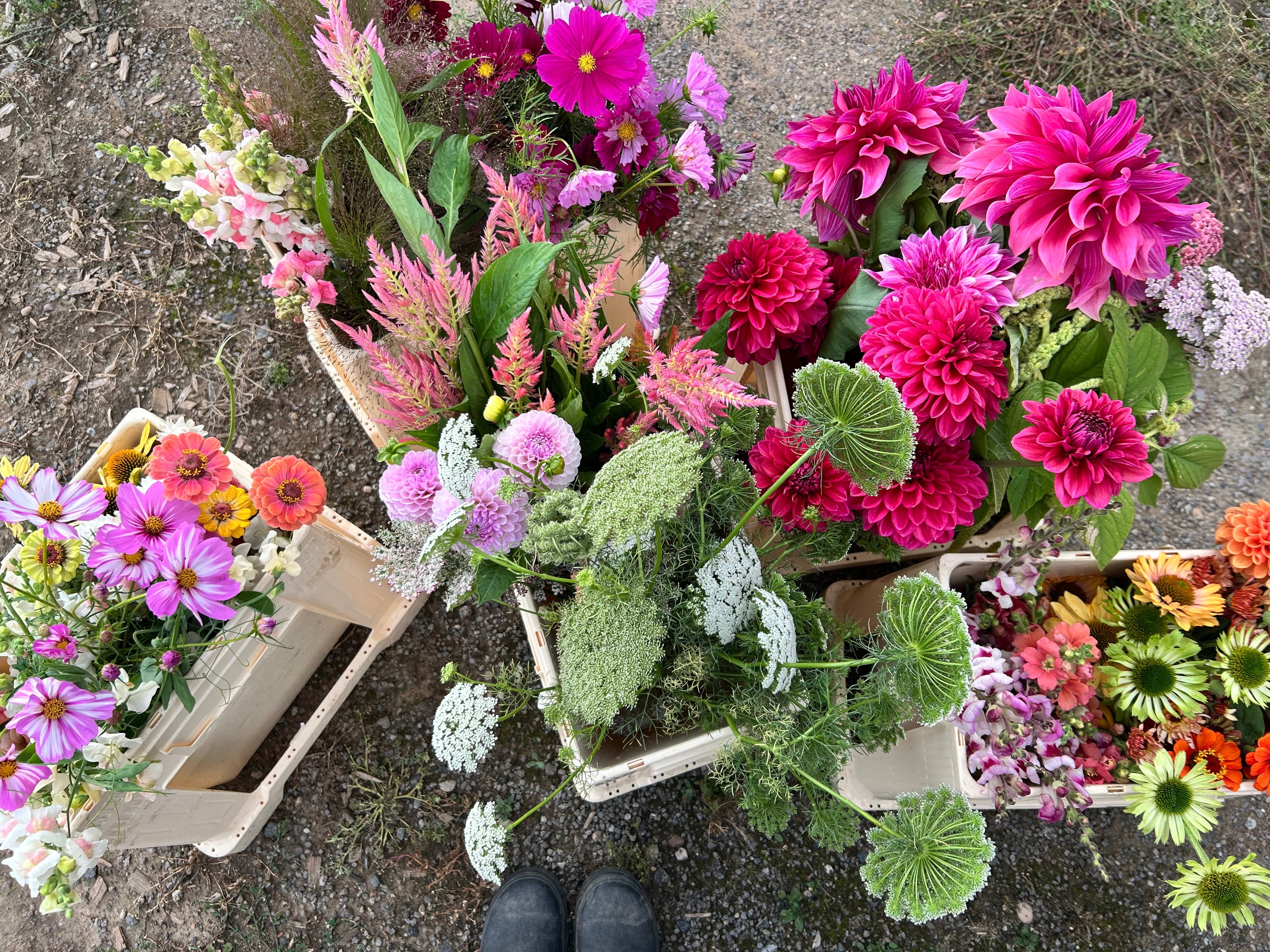 Pick your own flowers