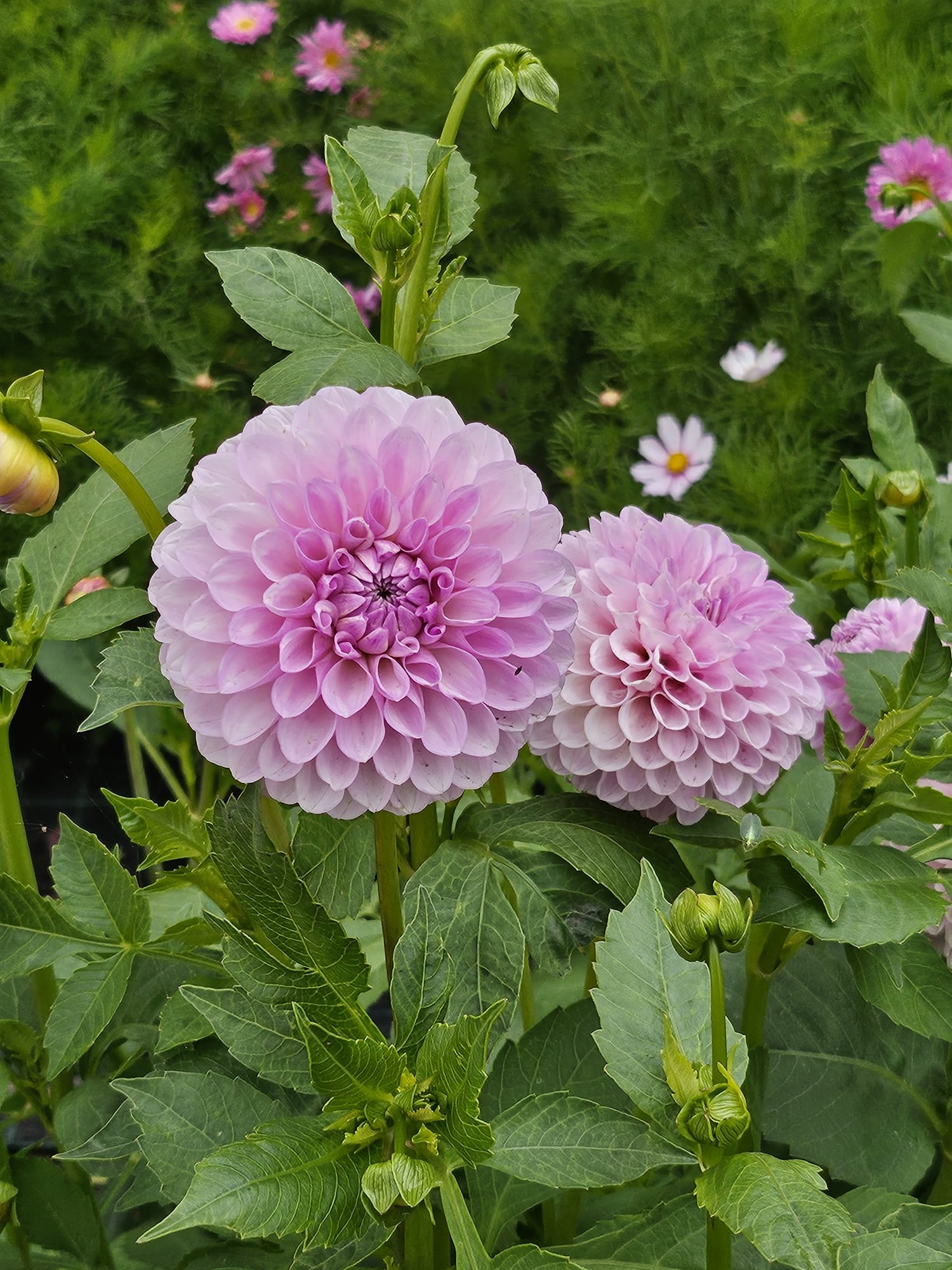 Pick your own flowers