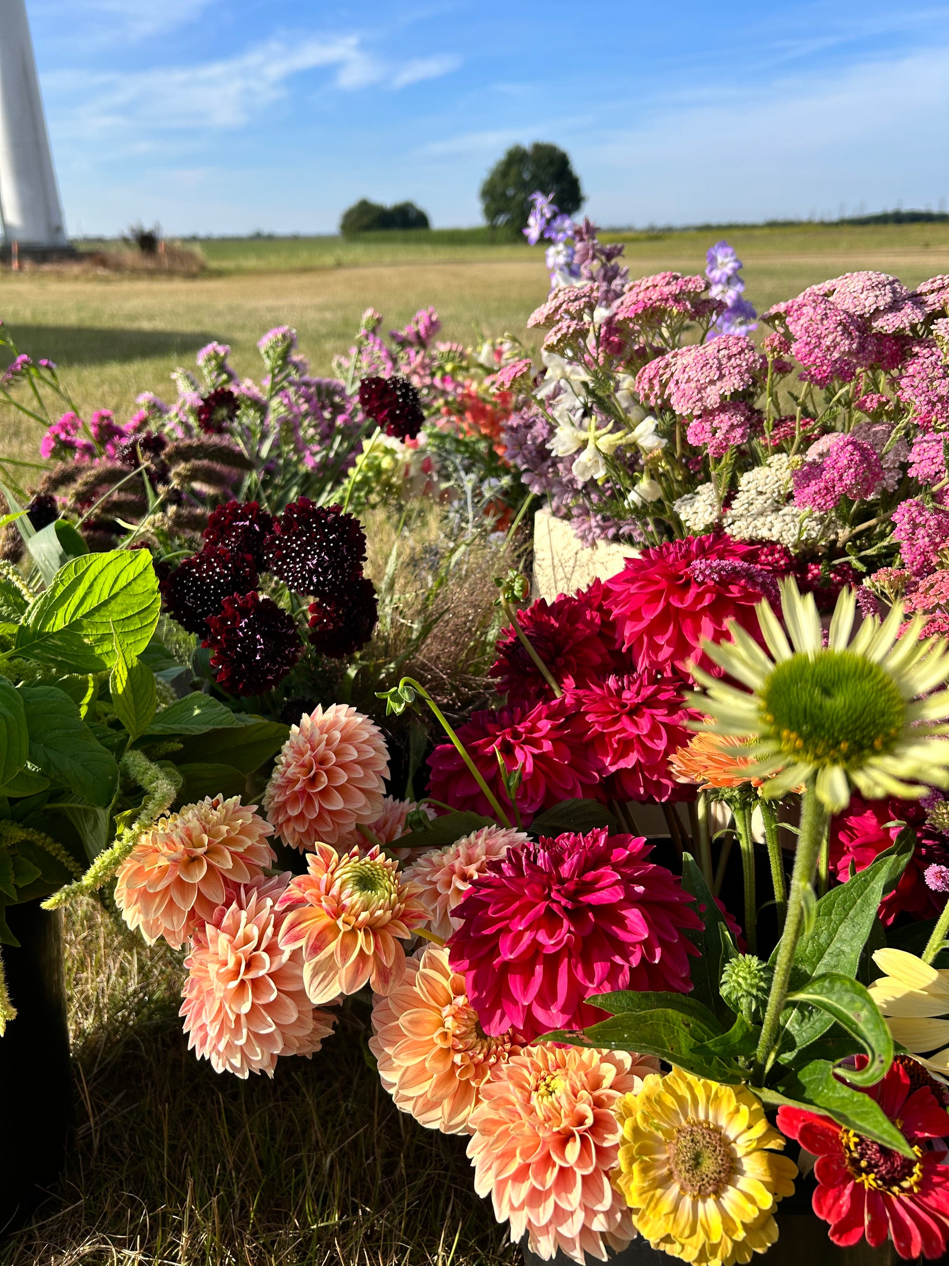Pick your own flowers