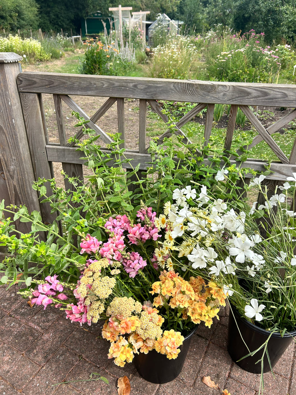 Pick your own flowers