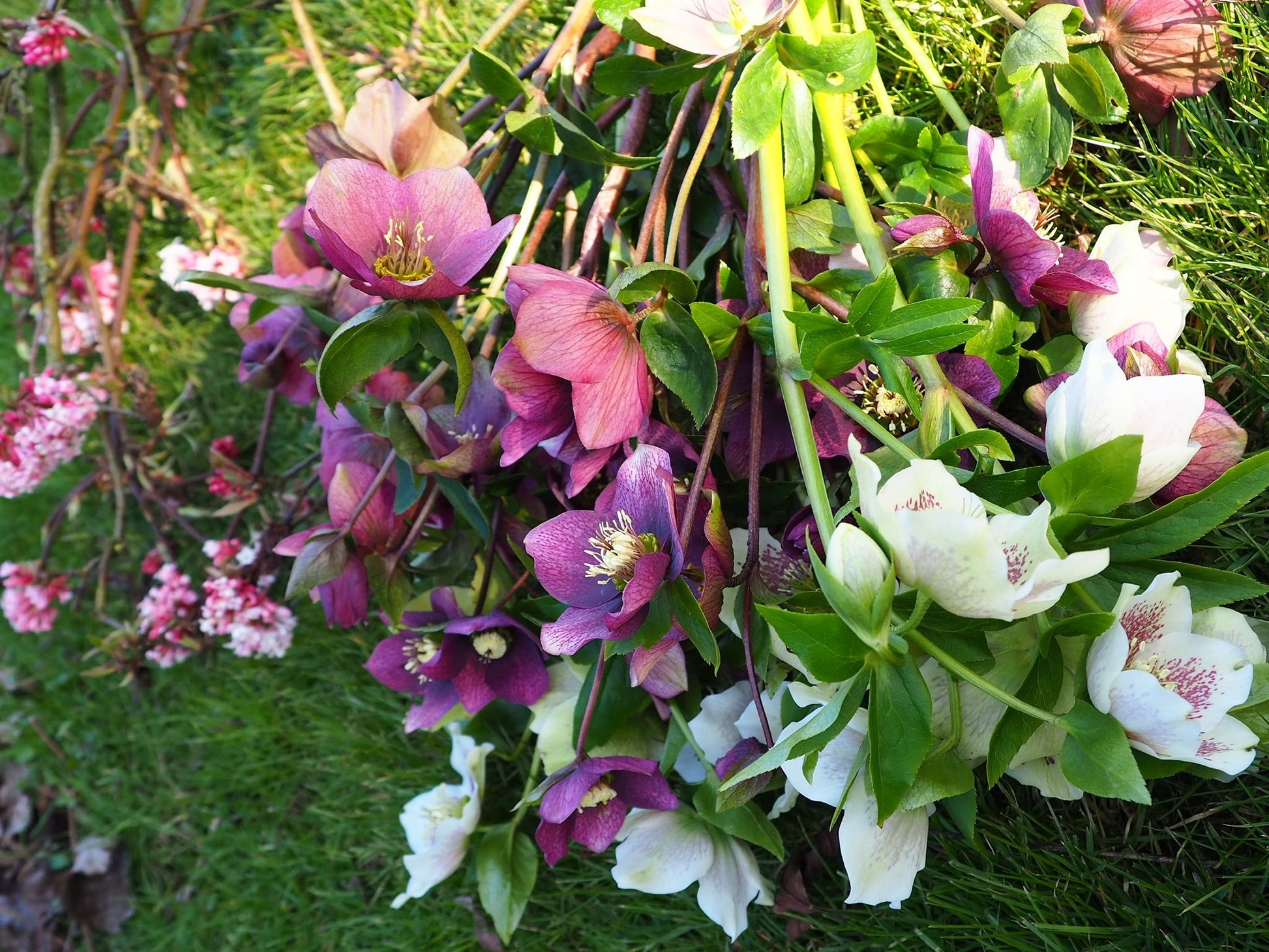 Mixed Flower Buckets